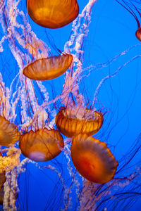 Close-up of jellyfish in sea