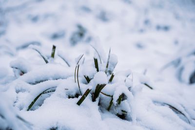 Close-up of snow covered plants on land