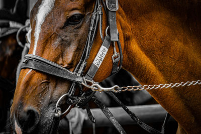 Close-up of horse