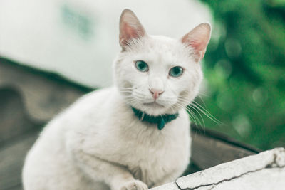 Close-up portrait of a cat