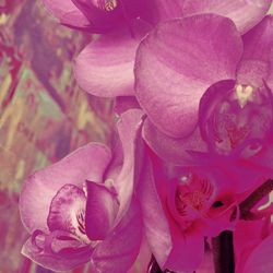 Close-up of pink flowers