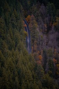 High angle view of trees in forest during autumn