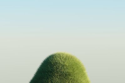 Close-up of plant against clear sky