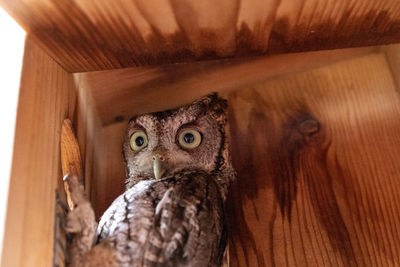 Close-up portrait of owl