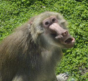 High angle view of baboon on grassy field during sunny day