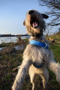 Close-up of dog at beach against sky