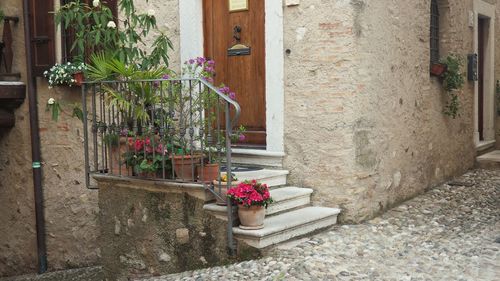 Potted plants outside house