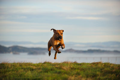 Portrait of dog on grass against sky