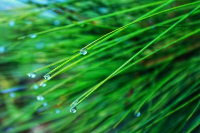 Close-up of water drops on grass