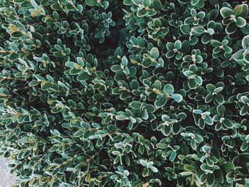 Full frame shot of succulent plant on field