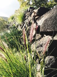 Close-up of plants on tree