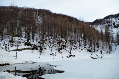 Trees on snow covered landscape