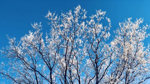 Low angle view of cherry blossom tree against blue sky