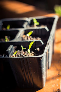 Close-up of seedlings in tray on table