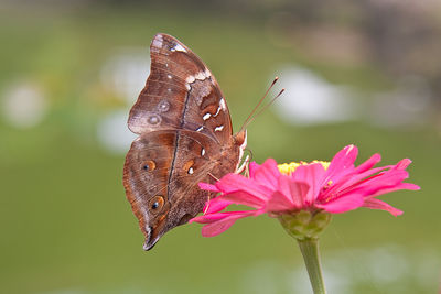 Close-up of butterfly pollinating on pink flower