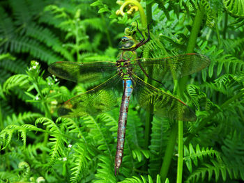 Close-up of insect on plant