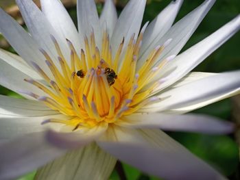 Close-up of insect pollinating flower