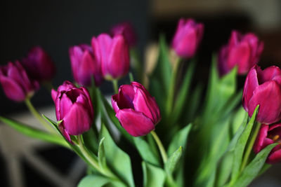 Close-up of pink tulips