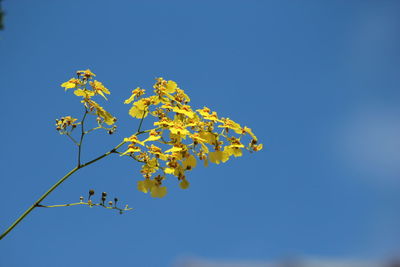 Low angle view of tree against clear sky