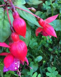 Close-up of red flowers and leaves