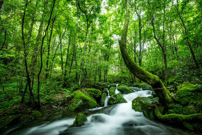 Stream flowing amidst trees in forest