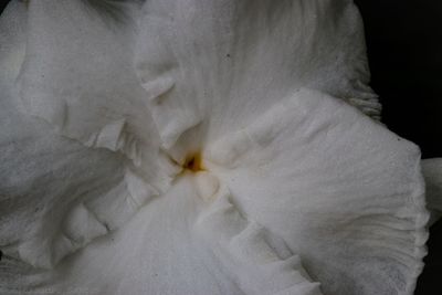 Detail shot of white flower