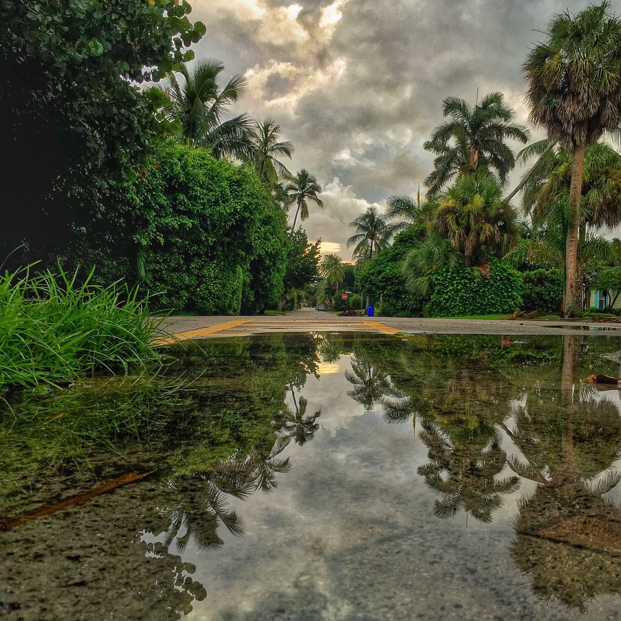 REFLECTION OF TREES ON WATER