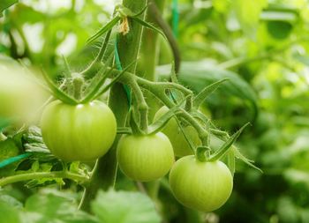Close-up of fruits on tree
