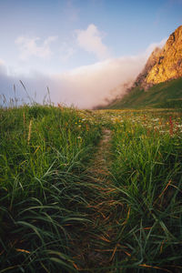Scenic view of field against sky
