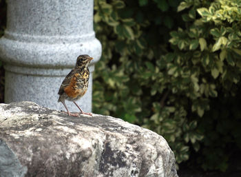 Young robin on a rock