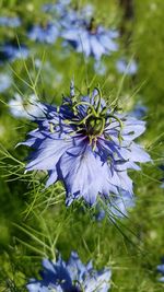 Close-up of purple flower blooming outdoors