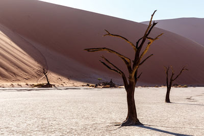 Bare tree in desert against sky