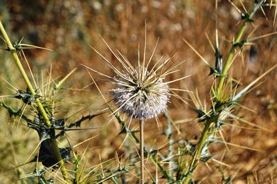 Close-up of dandelion on field