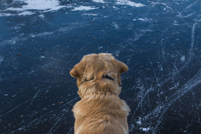 Close-up of golden retriever sitting in water