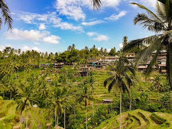 Panoramic view of palm trees and houses against sky