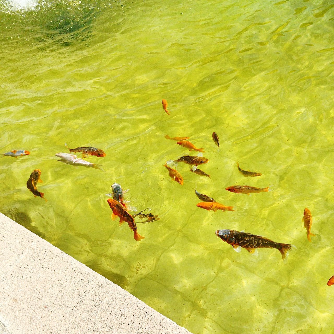 water, high angle view, animal themes, animals in the wild, wildlife, swimming, bird, duck, lake, nature, green color, medium group of animals, reflection, pond, day, outdoors, grass, flock of birds, floating on water