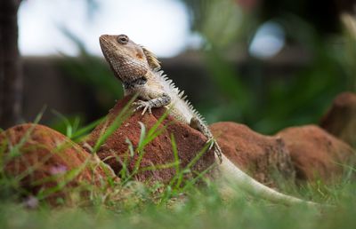 Close-up of a lizard