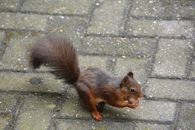 High angle view of squirrel on street