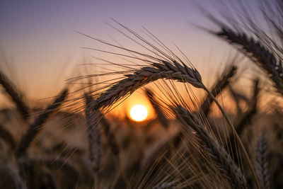 Close-up of wheat growing on field at sunset