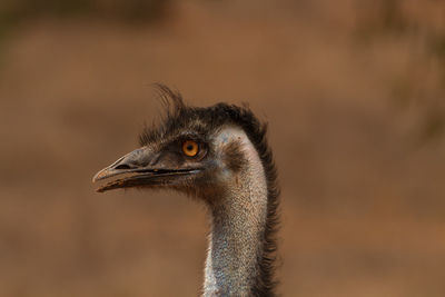Close-up of ostrich