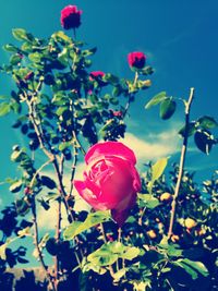 Close-up of red rose blooming against sky