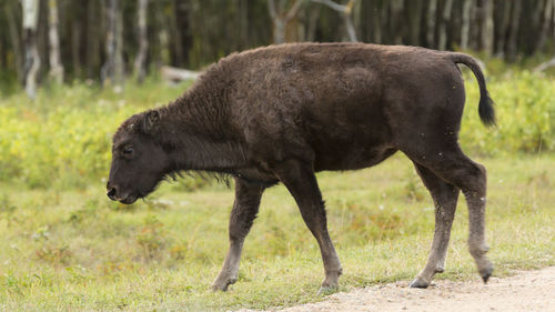 Side view of a horse on field