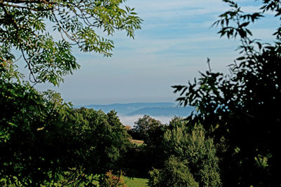 Scenic view of trees against sky