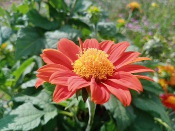 Close-up of red orange flower