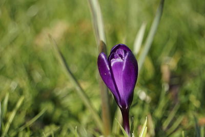 Close-up of purple crocus flower