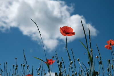 Close-up of red poppy flowers growing on field against sky