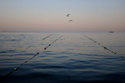 Birds flying over sea against sky