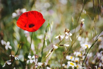 Close-up of red poppy flower