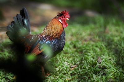 Close-up of rooster