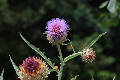 Close-up of purple thistle flower